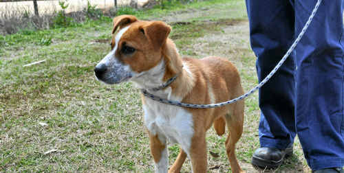The red cattle dog cross that was handed into the pound last week. The red cattle dog cross that was handed into the pound last week.